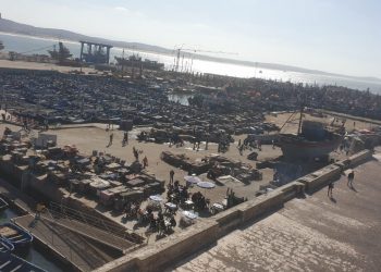 بسبب الاخطبوط و الأنشوفة اكثر من500وحدة صيد  تحط بميناء الصويرة