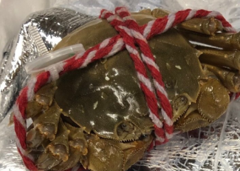 مصالح الجمارك تعترض غزو السلطعون الصيني.