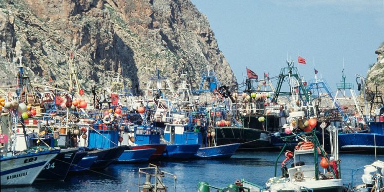 النيكرو يفرض الهجرة القسرية على مراكب صيد السردين، و “المعاشي” يتمسك بالصمود.