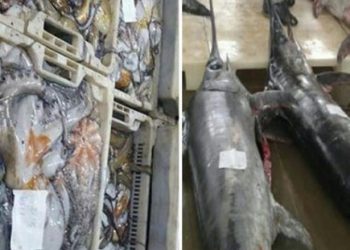 الأخطبوط وأبو سيف ينعشان مفرغات الصيد بميناء الحسيمة