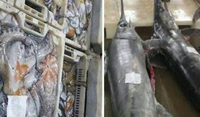 الأخطبوط وأبو سيف ينعشان مفرغات الصيد بميناء الحسيمة