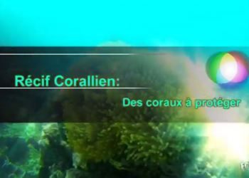 Eco Zone: Récif coralien à l’île Rodrigues.
