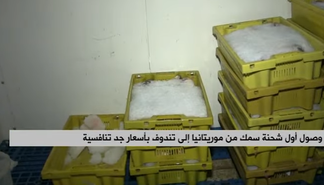 وصول أول شحنة من الأسماك إلى تندوف قادمة من مدينة نواديبو