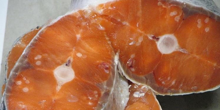 دراسة: تزايد في إصابة الأسماك بالديدان الطفيلية لأسباب مجهولة.