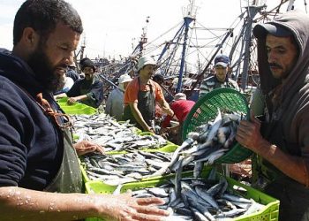 شاهد: المغرب أكبر مصدر لأسماك السردين المعلب في العالم