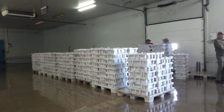 العيون: تهاوي أثمان السمك ،يثير القلق من جدوى استمرار نشاط الصيد وسط خسائر  مادية و تهديدات صحية.