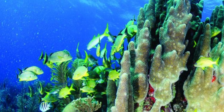 دراسة تكشف كيف تتأثر الأسماك بموجات الحرارة.