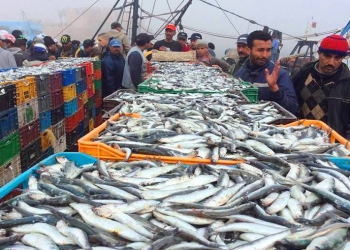 ميناء اسفي يستقبل 80 طنا من السردين، بعد استئناف تدريجي لنشاط الصيد.