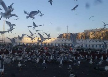 شريط مسرب لأخنوش يثير ضجة و يعزز الشكوك حول استفادة البحارة من التعويض.