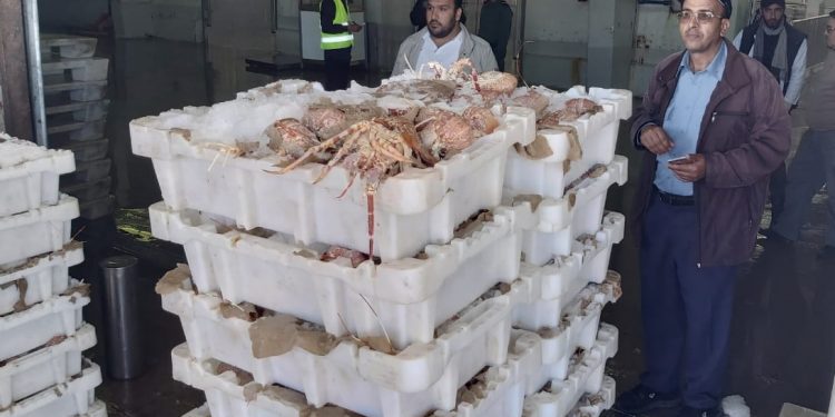 في زمن كورونا: مصالح المراقبة بميناء العيون تحبط تهريب اسماك رفيعة بقيمة تتجاوز 480الف درهم.