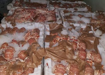في زمن كورونا: مصالح المراقبة بميناء العيون تحبط تهريب اسماك رفيعة بقيمة تتجاوز 480الف درهم.