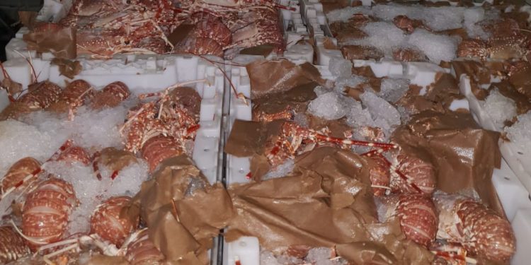 في زمن كورونا: مصالح المراقبة بميناء العيون تحبط تهريب اسماك رفيعة بقيمة تتجاوز 480الف درهم.