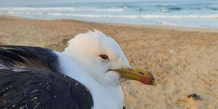 “أعمدة التعافي”: خارطة إعادة بناء الحياة البحرية على كوكب الأرض بحلول 2050