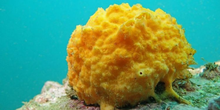 الاسفنج البحري يمنح الامل في ايجاد عقار مضاد لكوفيد19.