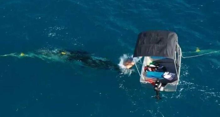 مبادرة انسانية لانقاذ حوت ،تنقلب الى غرامة مالية