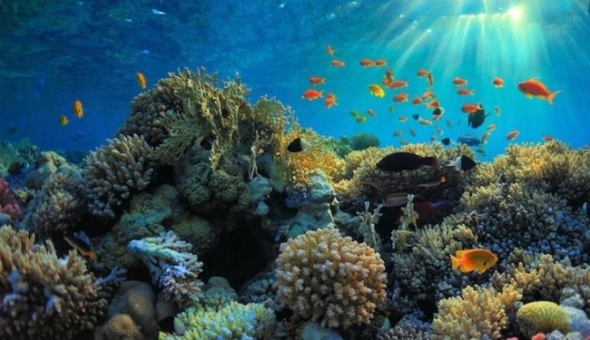 توقعات بتعافي الحياة البحرية بحلول عام 2050