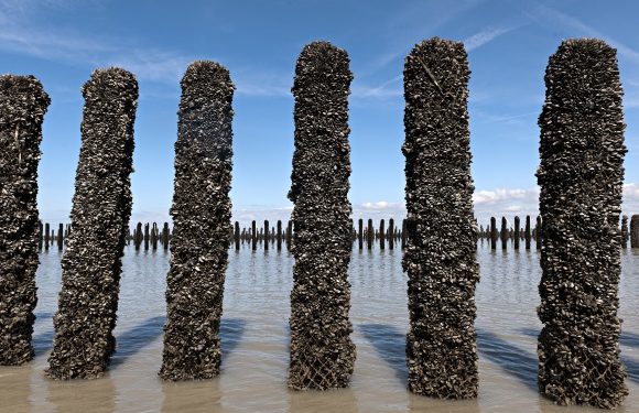 الداخلة: غرفة الصيد البحري الاطلسية الجنوبية تطلق  56 مشروعًا لتربية الأحياء المائية لصالح الشباب