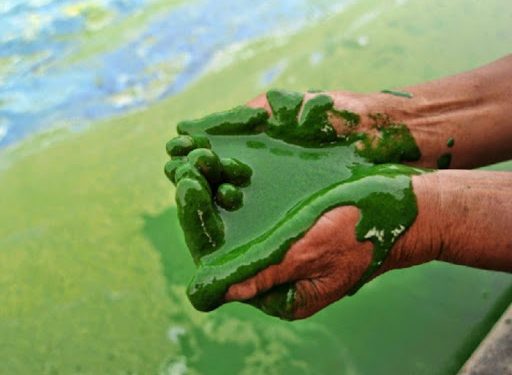 الطحالب الدقيقة لتغذية الكوكب