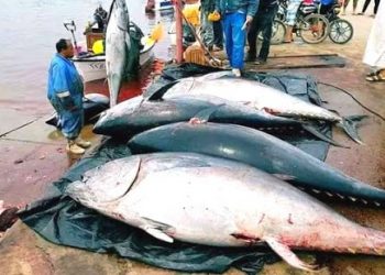 الجزائر تستعد لاطلاق نشاط صيد 1،650 طنا من التونة الحمراء.