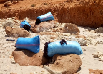 بلطجية الجني العشوائي للطحالب يعتدون على لجن المراقبة و التتبع.