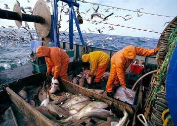تقسيمات ثلاثة للمحيطات لتحسين تقييم الأرصدة السمكية