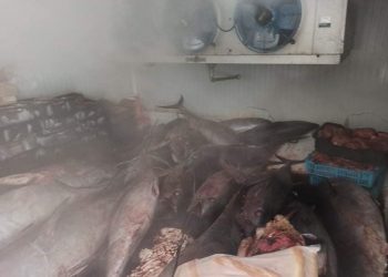 مصالح المراقبة تضبط 10000 كلغ من التونة الحمراء المعدة للتهريب.