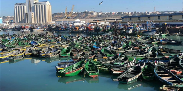 انطلاق موسم صيد الاخطبوط الصفي بآسفي.