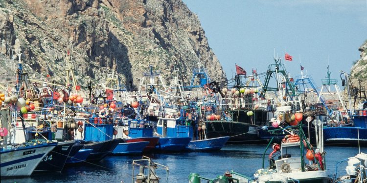 لجنة تفتيش لمحاربة الصيد الغير القانوني للأخطبوط تتفقد مراكب الصيد بالجر بالحسيمة