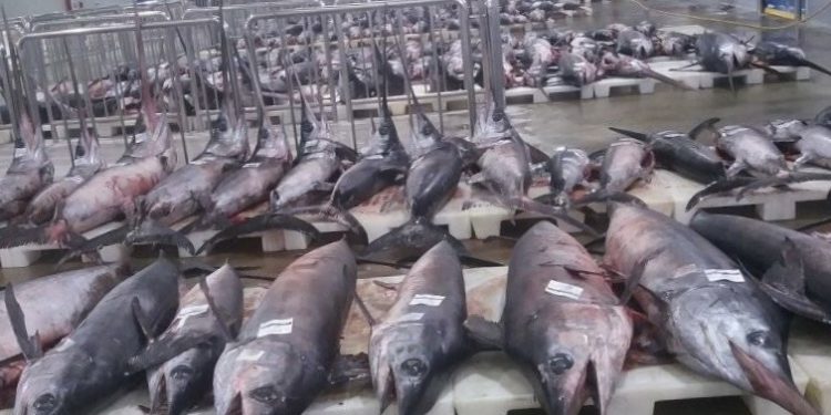 وزارة الصيد البحري تغلق مصيدة ابوسيف بمياه البحر المتوسط