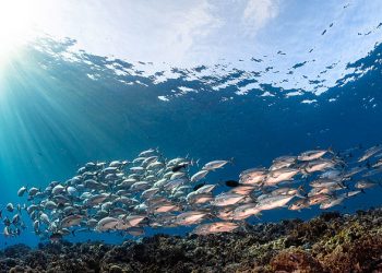المنظمة البحرية الدولية تضاعف الجهود لحماية التنوع البيولوجي البحري