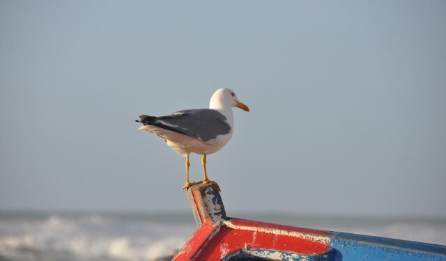 لماذا ينبغي الاعتراف بحقوق الطيور البحرية؟