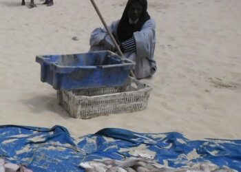 حالة فزع بموريتانيا نتيجة اختفاء الأخطبوط