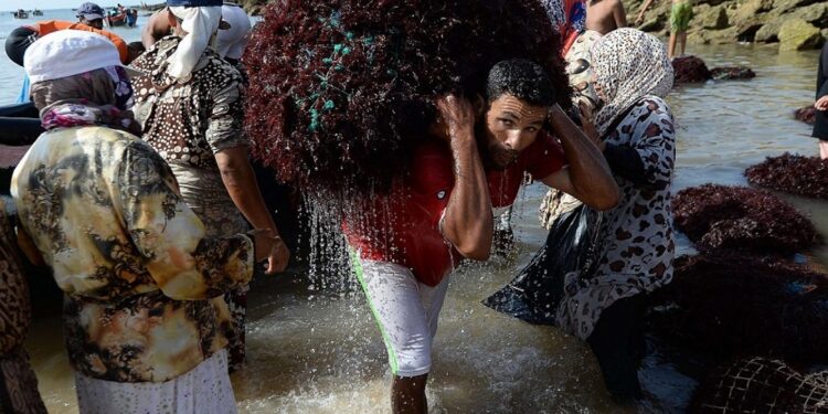 حالة تذمر تعم قطاع الطحالب بعد انقلاب المسؤولين على تعهداتهم