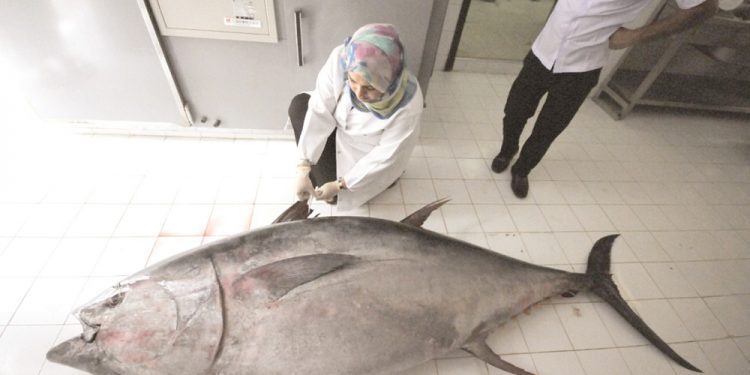 الجزائر: دعم كفاءات مفتشي”التونة” في إطار التوجه نحو الصيد بأعالي البحار