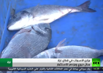 الاستزراع السمكي… مجال للاستثمار في غزة