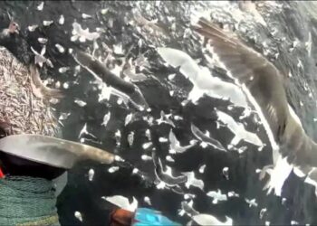 و أخيرا قطاع الصيد البحري يصدر قانونا لمنع ارجاع الاسماك الى البحر .