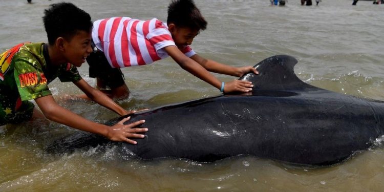 نفوق عشرات الحيتان بسواحل اندونيسيا