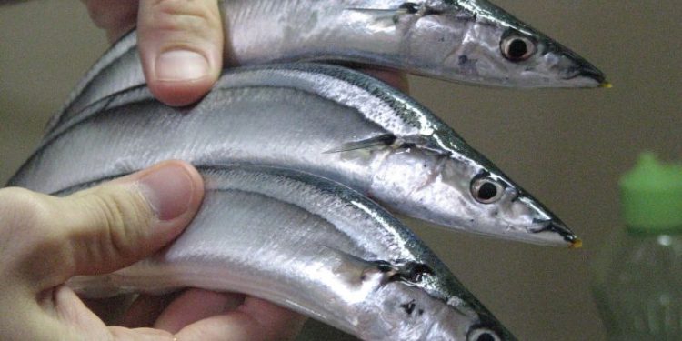 مفوضية الصيد البحري في شمال المحيط الهادئ تقرر خفض حصة سمك الصوري الباسيفيكي