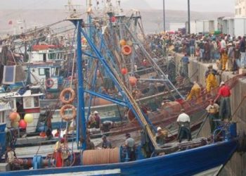 سيدي افني: رغم جائحة كورونا، مفرغات السمك تسجيل ارتفاعا مضطردا