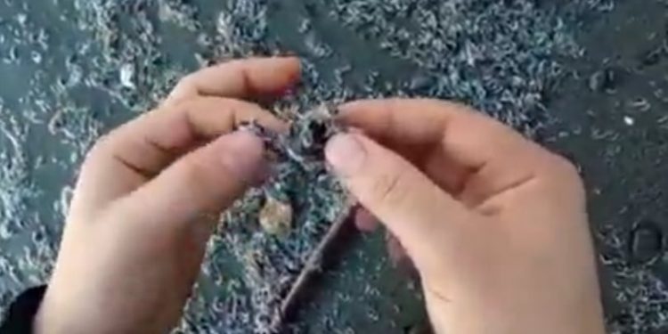 قلق بيئي بعد لفظ البحر ليرقات وبيوض الأسماك بشاطئ ” الحرش “