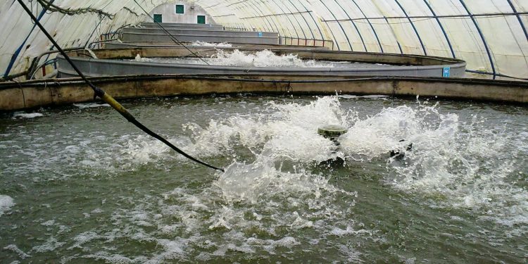 العرائش تحتضن مؤتمرا حول تربية الأحياء المائية