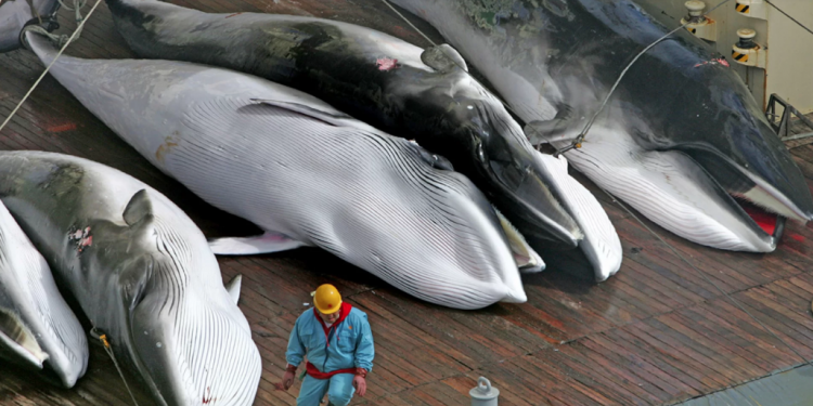 اليابان:انطلاق موسم صيد الحيتان بعد 30 سنة من الحظر