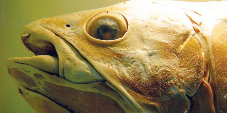 اكتشاف سمكة أقدم من الديناصور