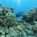 الشعب المرجانية… “غابات المحيطات والبحار” تحتضر