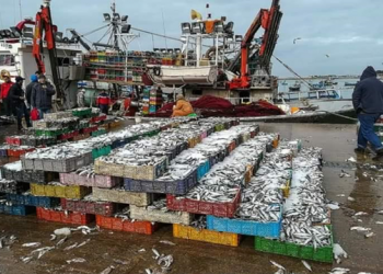 مظاهر الفساد تدنس أنشطة الصيد بميناء العرائش.