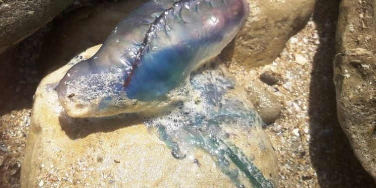 قنديل البحر يجتاح شاطئ الوطية