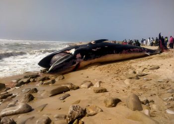 الوطية/طانطان: نفوق حوت rorqual