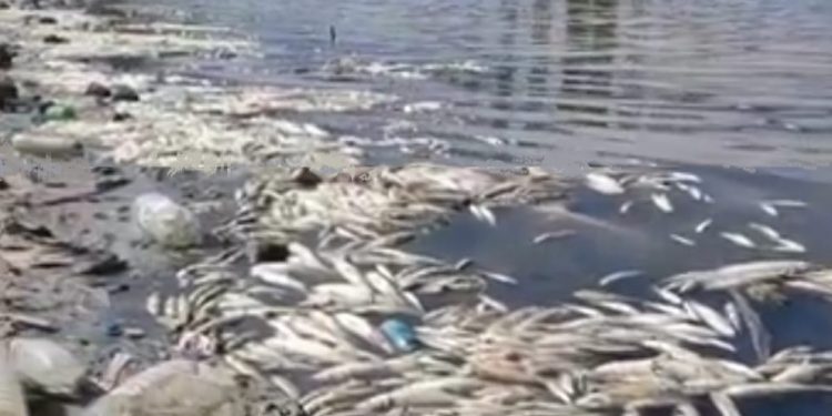 من أزمور الى الجديدة، مسيرة مشيا على الاقدام من اجل انقاذ نهر أم الربيع