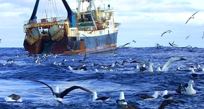 طيور “الألباتروس” تدخل الخدمة في مكافحة الصيد غير القانونية