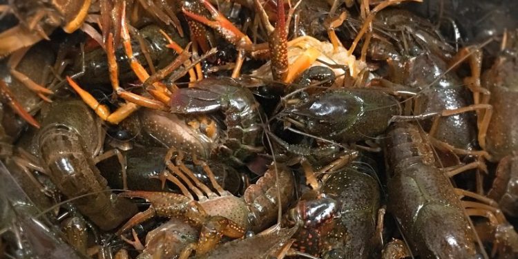 كندا: معدات الصيد المفقودة تضر بصناعة جراد البحر